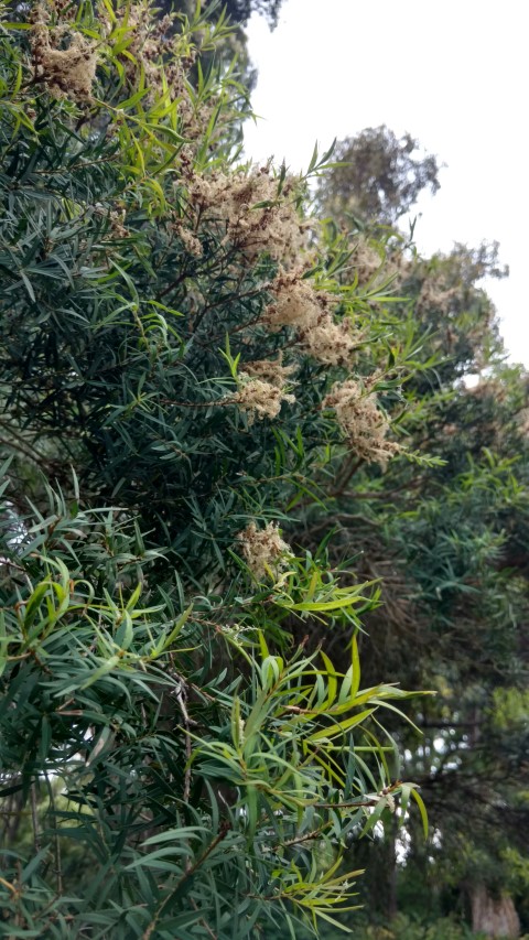 Melaleuca linariifolia plantplacesimage20161226_125045.jpg