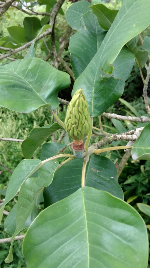 Magnolia delavayi plantplacesimage20161226_133035.jpg
