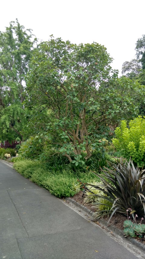 Magnolia delavayi plantplacesimage20161226_133058.jpg