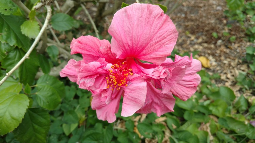 Hibiscus rosa-sinensis plantplacesimage20161226_133549.jpg