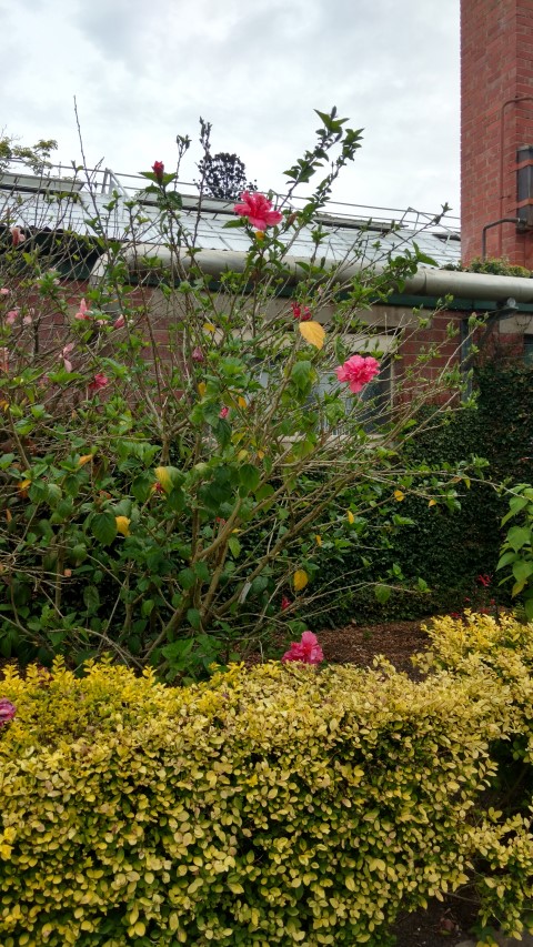 Hibiscus rosa-sinensis plantplacesimage20161226_133606.jpg