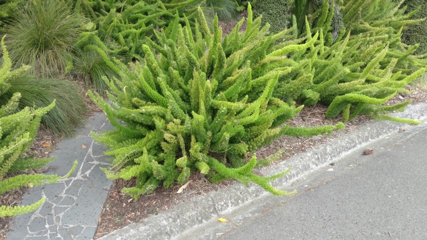Asparagus densiflorus plantplacesimage20161226_150446.jpg