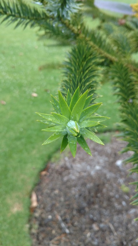 Araucaria angustifolia plantplacesimage20161226_161349.jpg