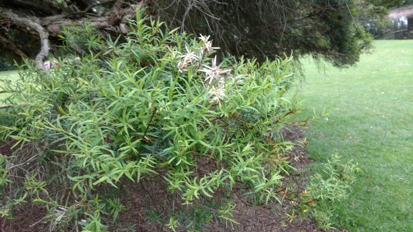 Melaleuca linariifolia plantplacesimage20161226_164713.jpg