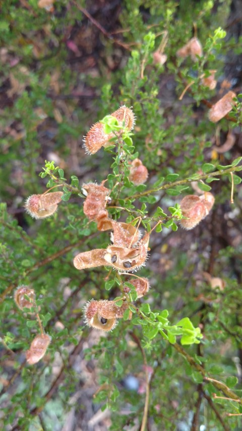 Acacia glandulicarpa plantplacesimage20161226_172947.jpg