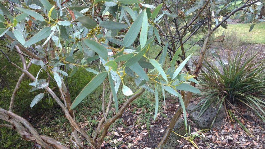 Eucalyptus cyanophylla plantplacesimage20161226_173518.jpg