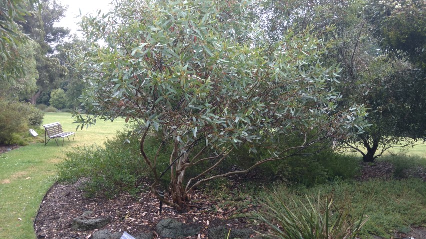 Eucalyptus cyanophylla plantplacesimage20161226_173545.jpg