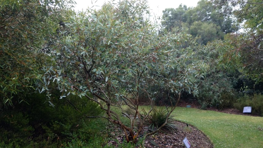Eucalyptus cyanophylla plantplacesimage20161226_173558.jpg