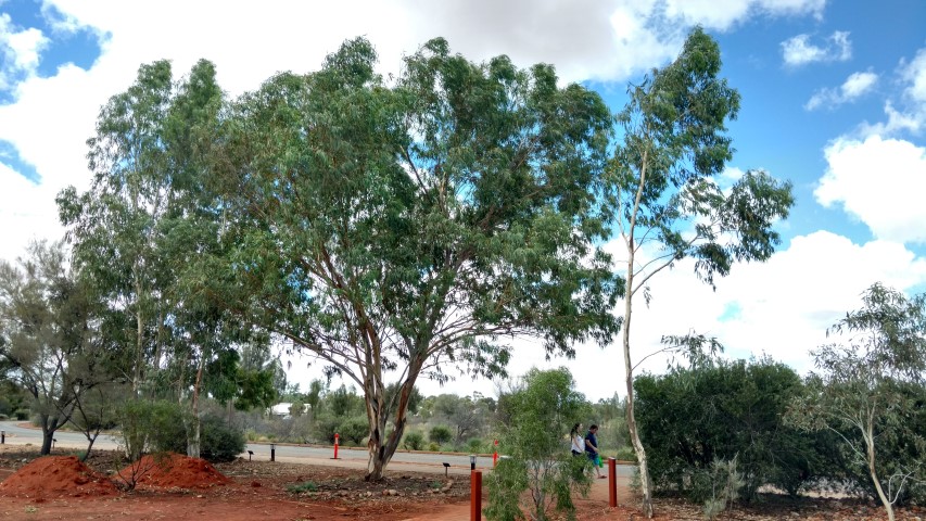 Eucalyptus camaldulensis plantplacesimage20161227_141635.jpg