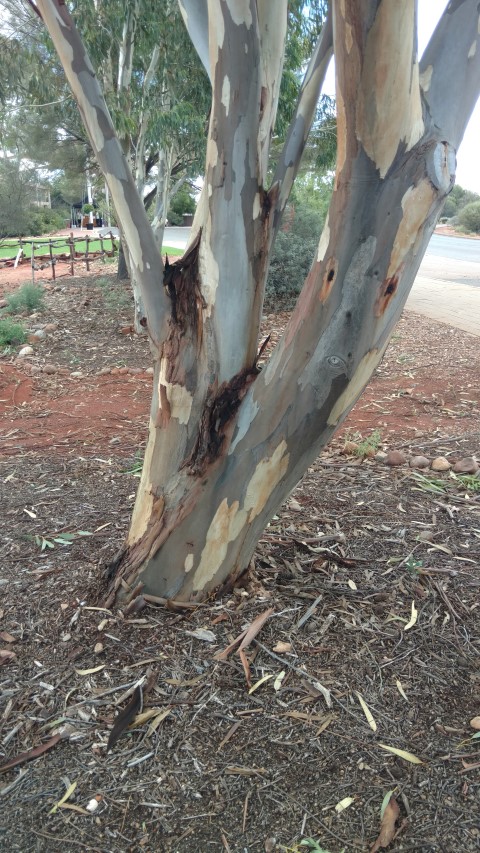 Eucalyptus camaldulensis plantplacesimage20161227_141742.jpg
