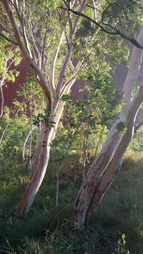 Eucalyptus camaldulensis plantplacesimage20161228_063049.jpg