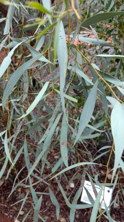 Eucalyptus gamophylla plantplacesimage20161228_125811.jpg