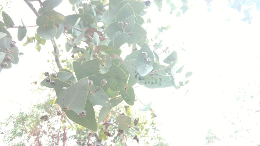 Eucalyptus gamophylla plantplacesimage20161228_125843.jpg