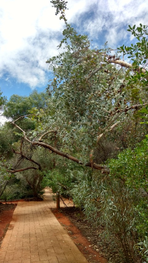 Eucalyptus gamophylla plantplacesimage20161228_125950.jpg