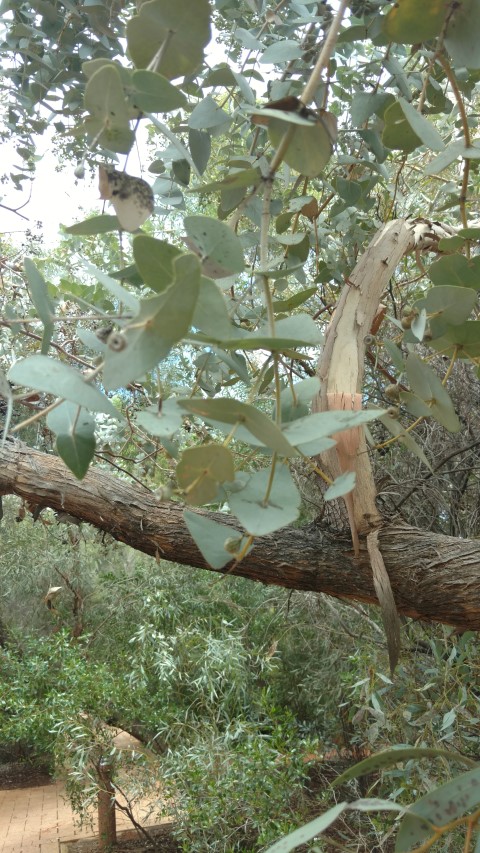 Eucalyptus gamophylla plantplacesimage20161228_130010.jpg