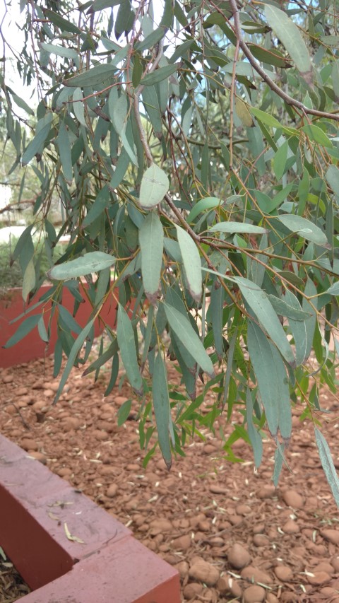 Eucalyptus sideroxylon plantplacesimage20161228_131829.jpg