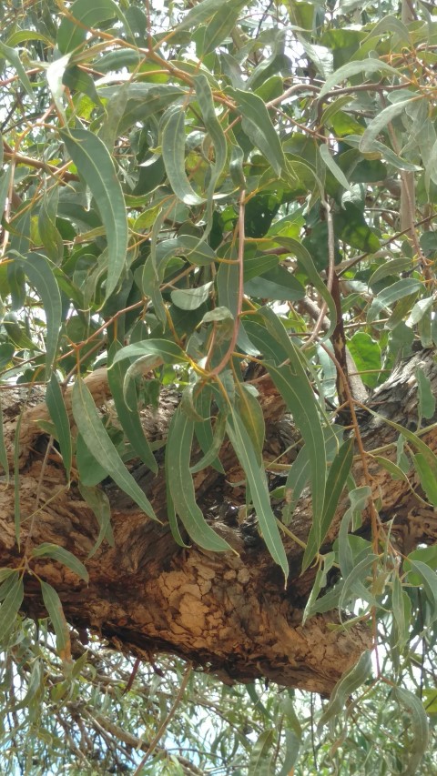 Eucalyptus pachyphylla plantplacesimage20161228_132817.jpg