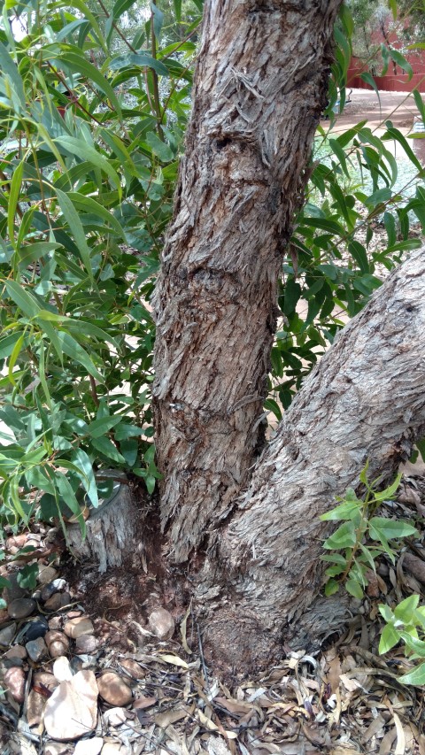 Eucalyptus pachyphylla plantplacesimage20161228_132833.jpg
