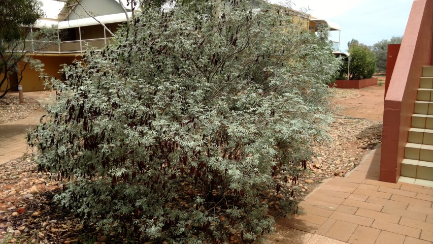 Eucalyptus gamophylla plantplacesimage20161228_132904.jpg