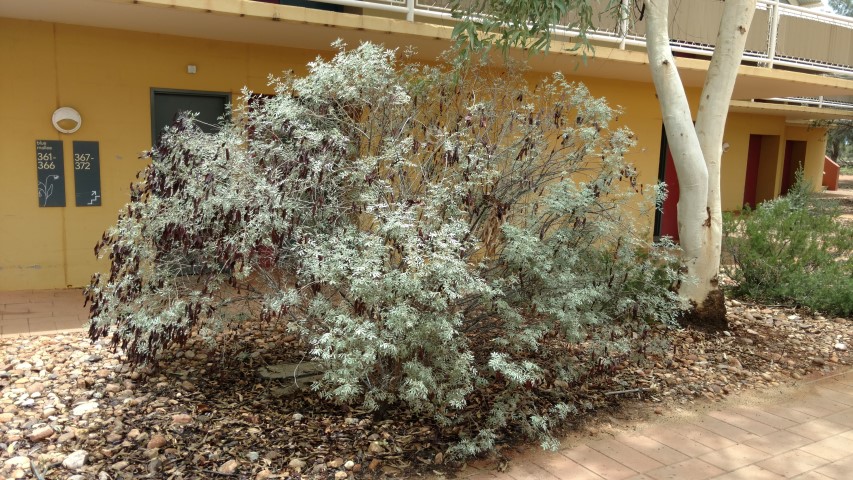 Eucalyptus gamophylla plantplacesimage20161228_132937.jpg