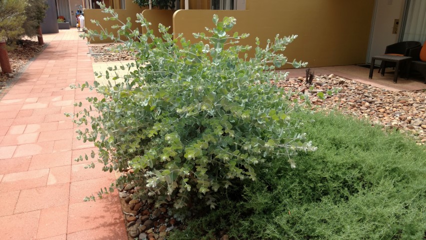 Eucalyptus gamophylla plantplacesimage20161228_141426.jpg