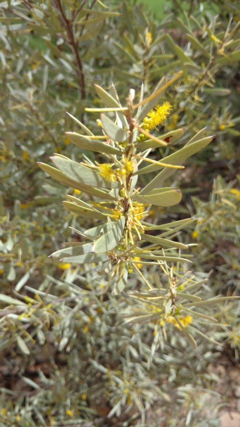 Acacia kempeana plantplacesimage20161228_141801.jpg