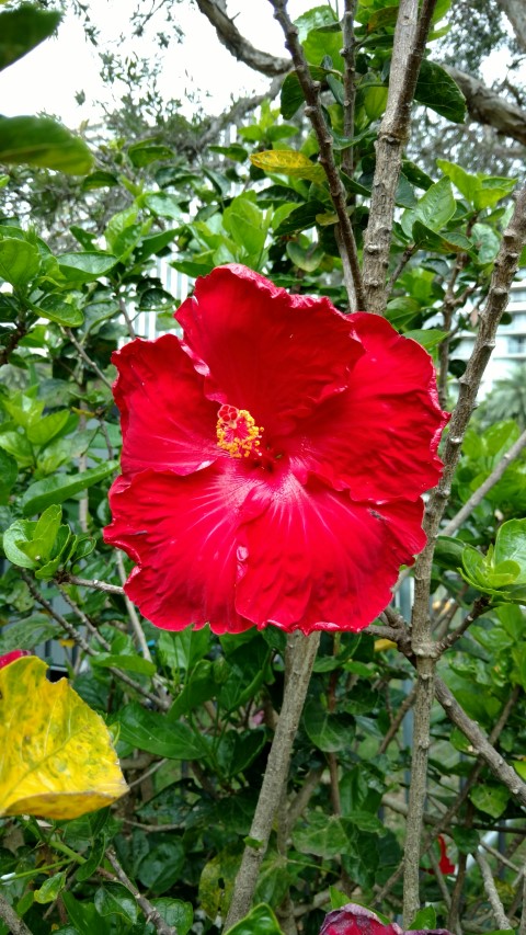 Hibiscus rosa-sinensis plantplacesimage20170102_103045.jpg