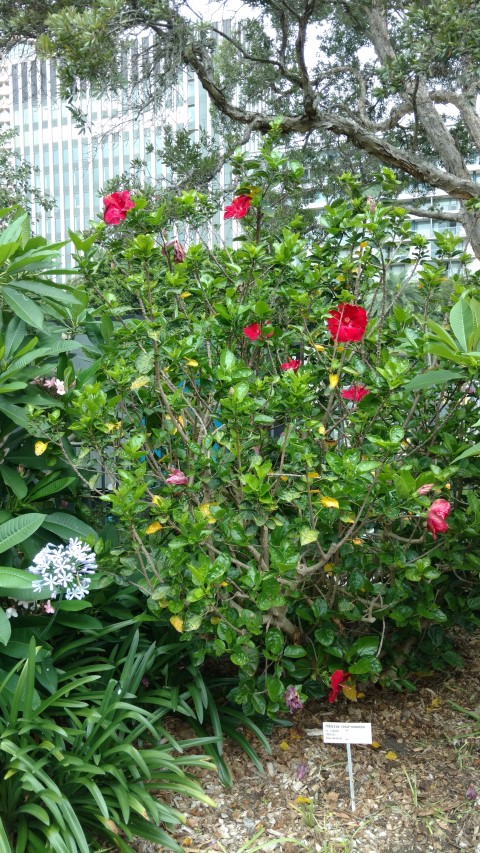 Hibiscus rosa-sinensis plantplacesimage20170102_103056.jpg