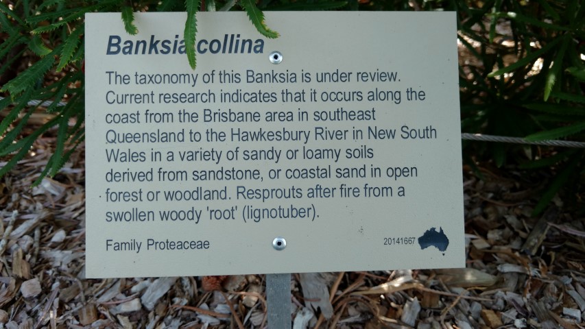 Banksia collina plantplacesimage20170108_100551.jpg