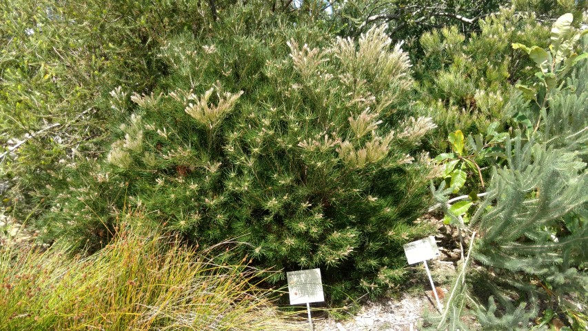 Banksia spinulosa plantplacesimage20170108_100924.jpg