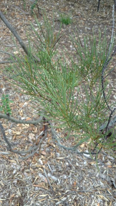 Acacia calamifolia plantplacesimage20170108_163725.jpg