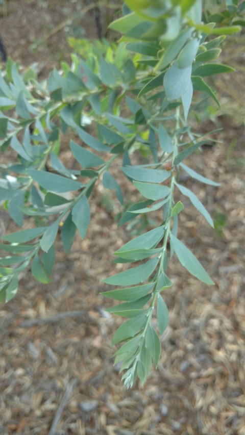 Acacia cultriformis plantplacesimage20170108_163844.jpg