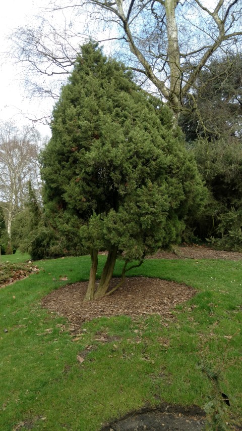 Juniperus phoenicia plantplacesimage20170304_152755.jpg