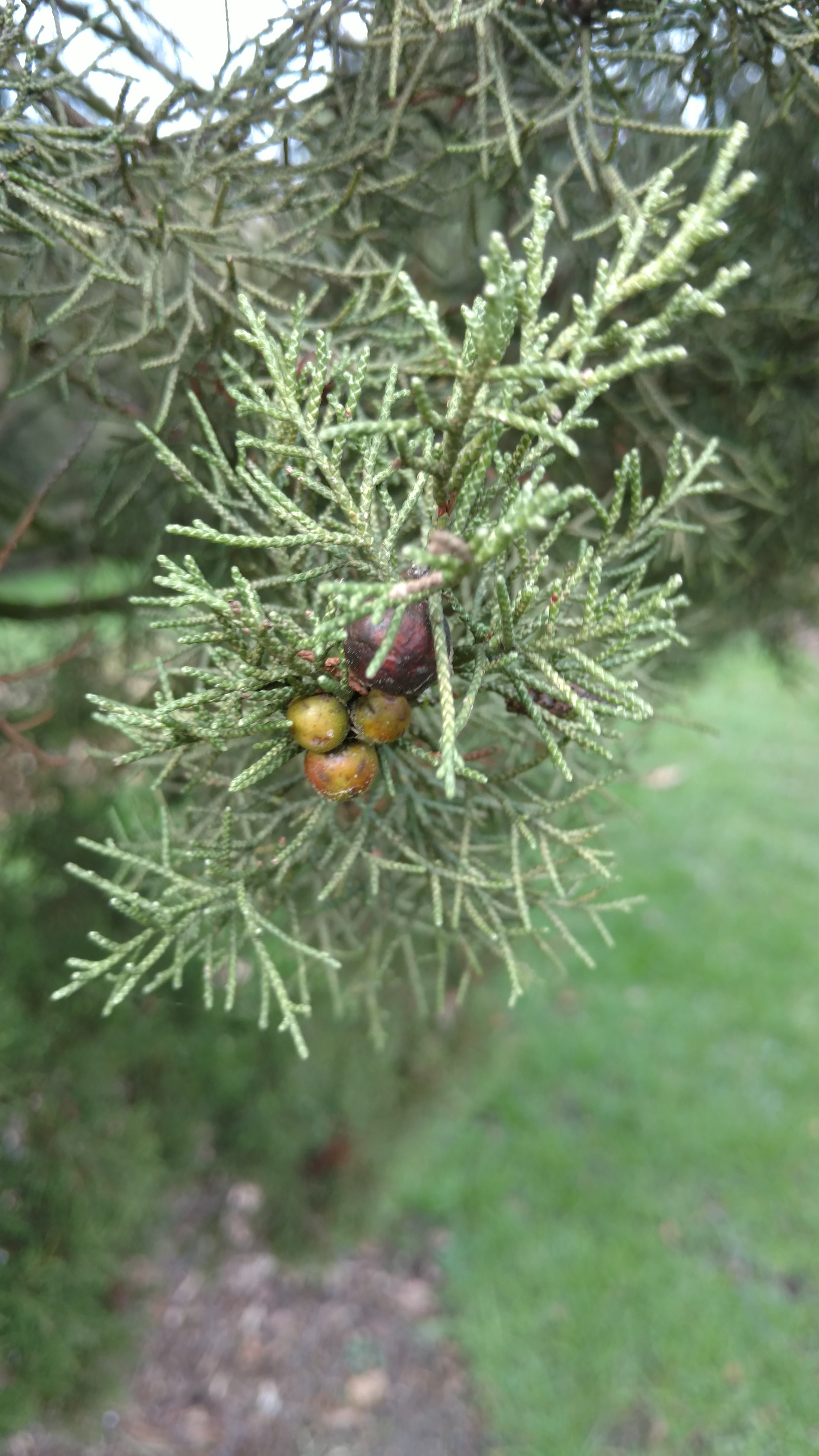 Juniperus phoenicia plantplacesimage20170304_152821.jpg