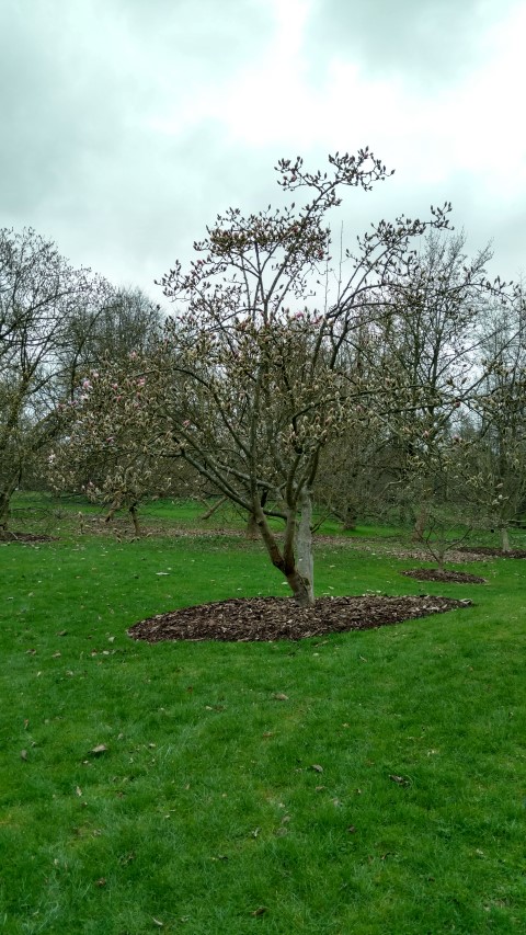 Magnolia sprengeri plantplacesimage20170304_164101.jpg