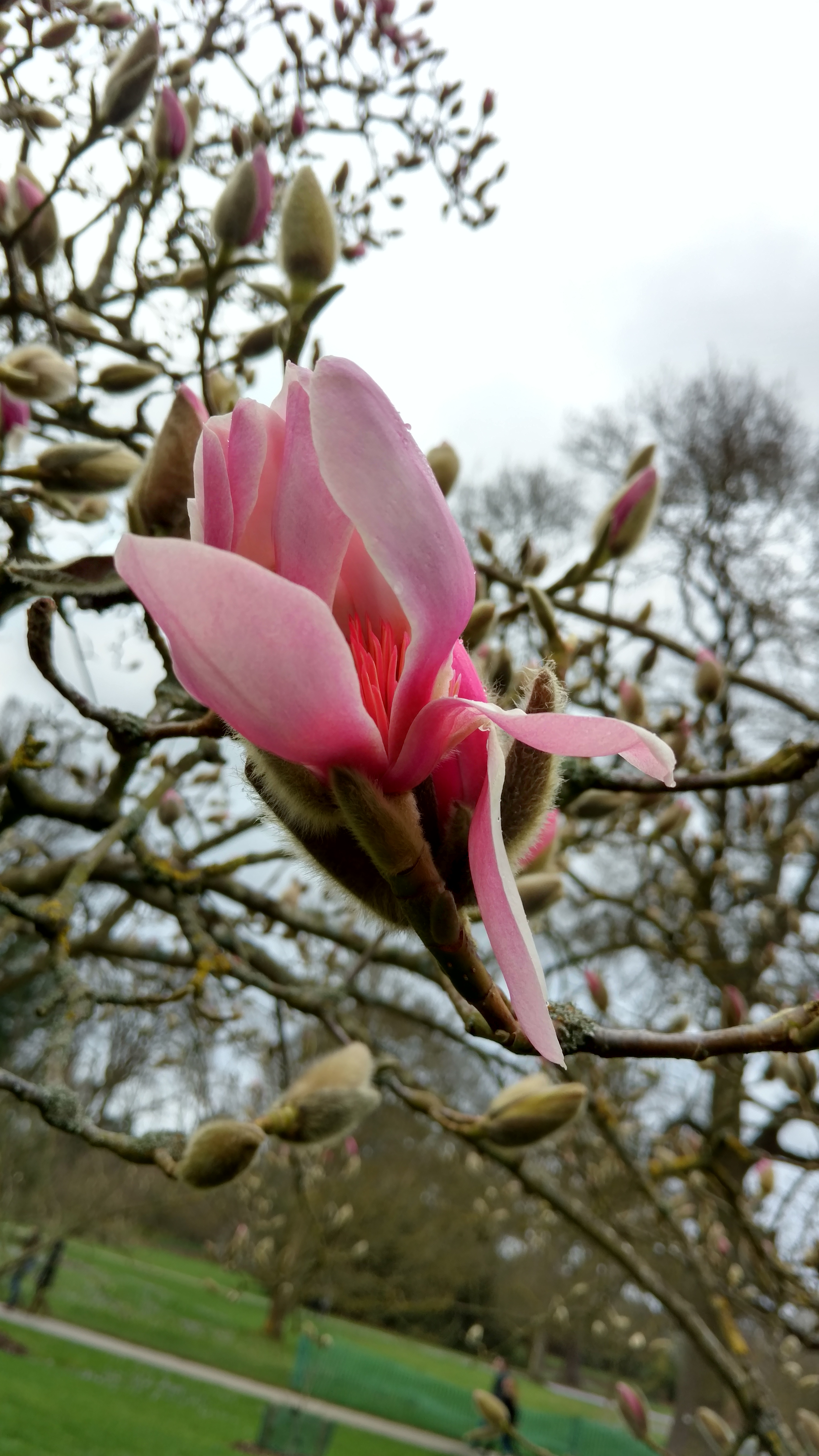 Magnolia sprengeri plantplacesimage20170304_164116.jpg