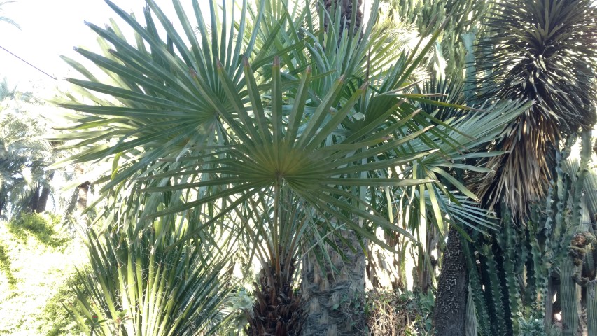 Picture of Copernicia alba  Palma Colorado, Palma caranday