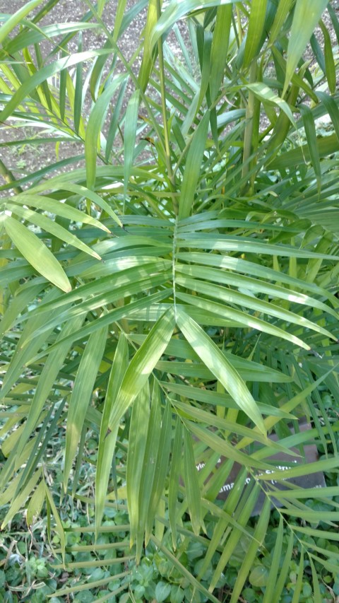 Picture of Chamaedorea siefrizii  Bamboo Palm