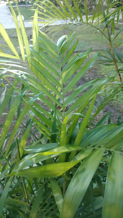Picture of Chamaedorea siefrizii  Bamboo Palm