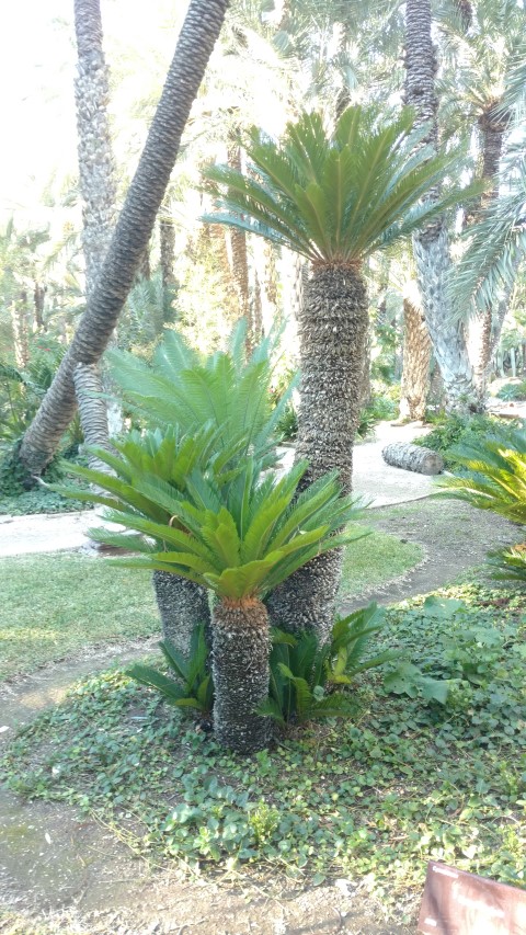 Picture of Cycas%20revoluta%20%20King%20Sago%20Palm