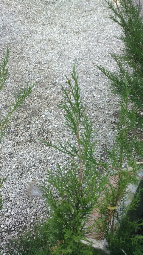 Picture of Juniperus%20chinensis%20%20Chinese%20juniper