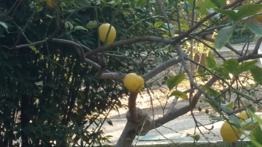 Picture of Citrus%20limon