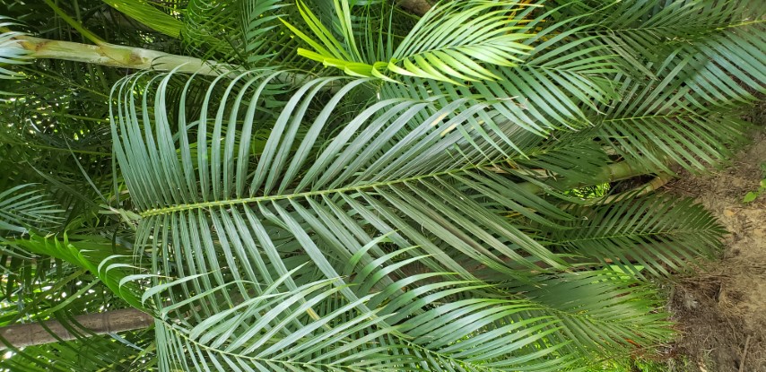 Chrysalidocarpus lutescens plantplacesimage20181204_101802.jpg
