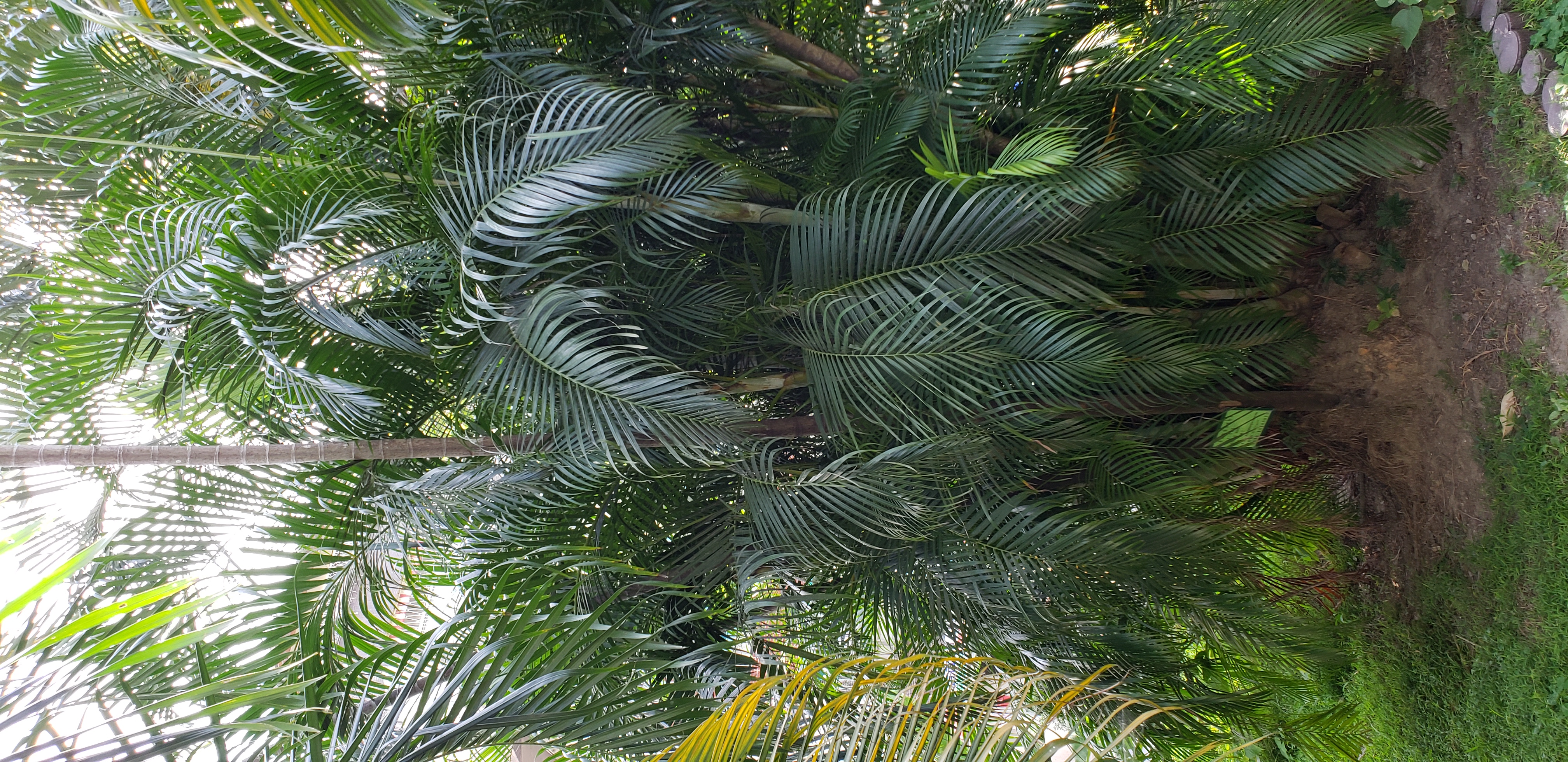 Chrysalidocarpus lutescens plantplacesimage20181204_101814.jpg