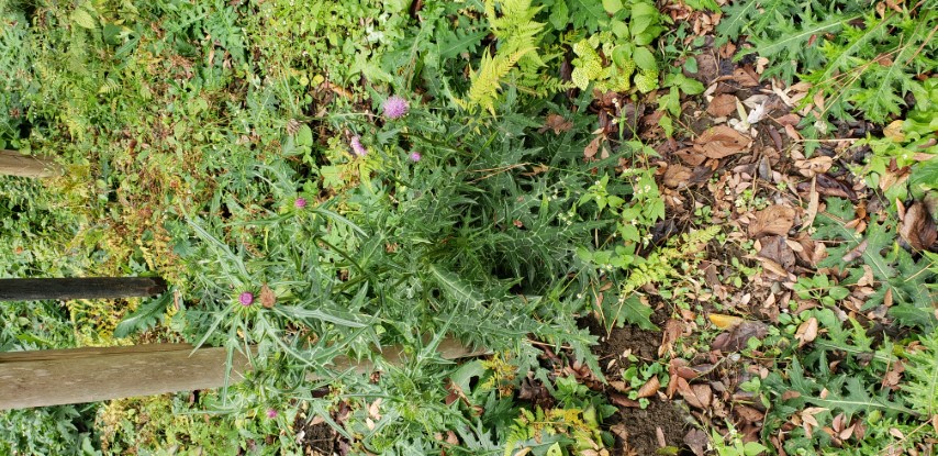 Cirsium japonicum plantplacesimage20181207_105729.jpg