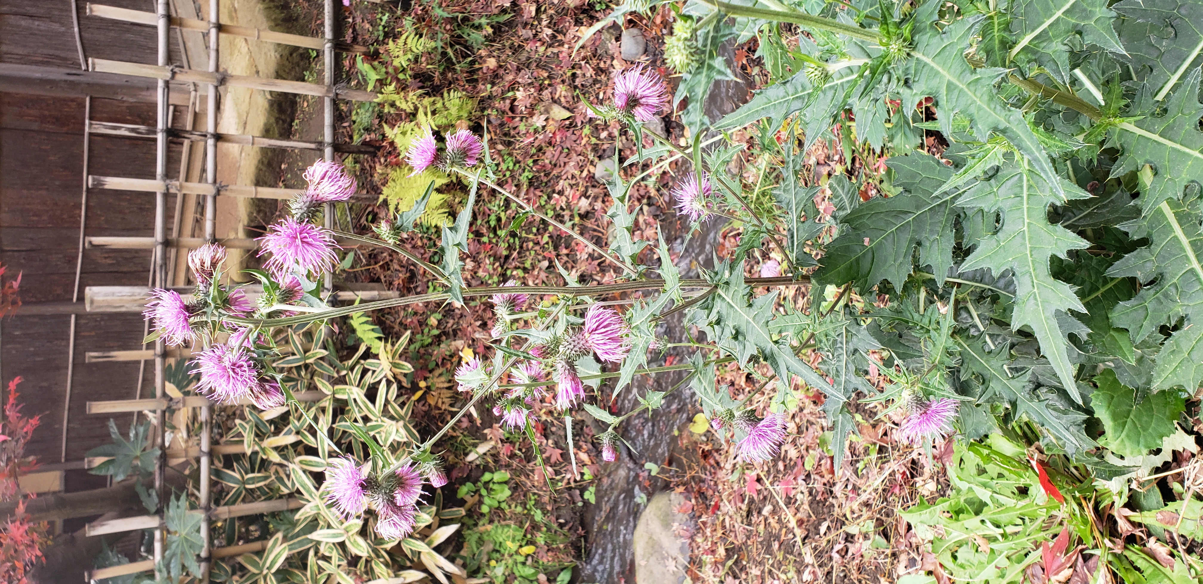 Cirsium japonicum plantplacesimage20181207_110059.jpg