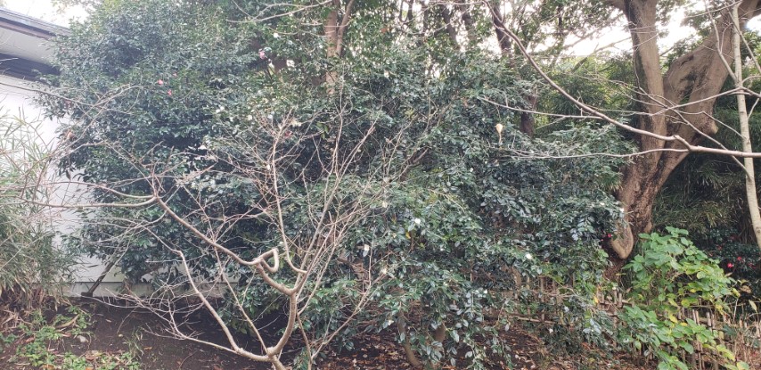 Camellia sasanqua plantplacesimage20181207_113350.jpg