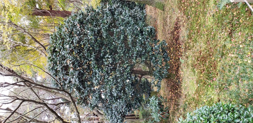 Camellia sasanqua plantplacesimage20181209_135239.jpg