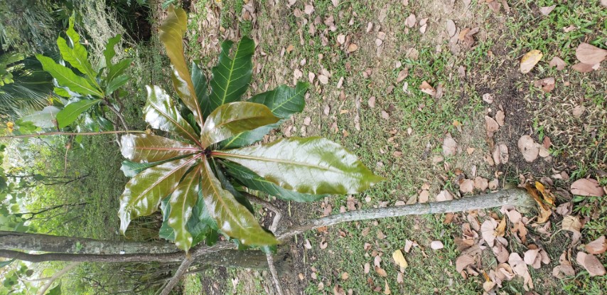 Barringtonia racemosa plantplacesimage20181219_122359.jpg