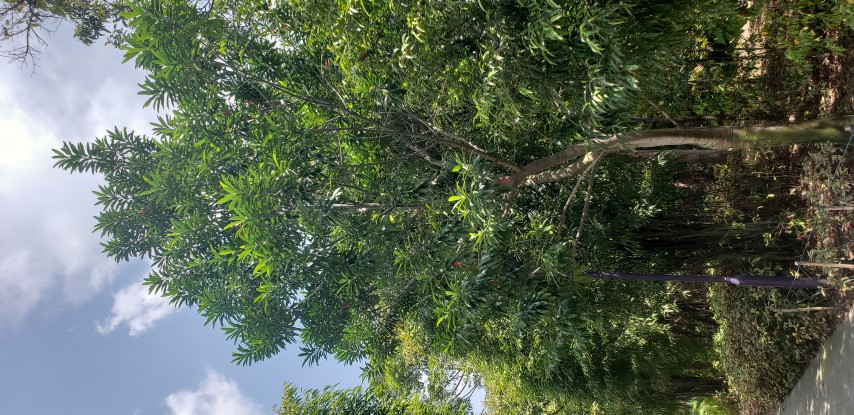 Elaeocarpus angustifolius plantplacesimage20181219_125100.jpg